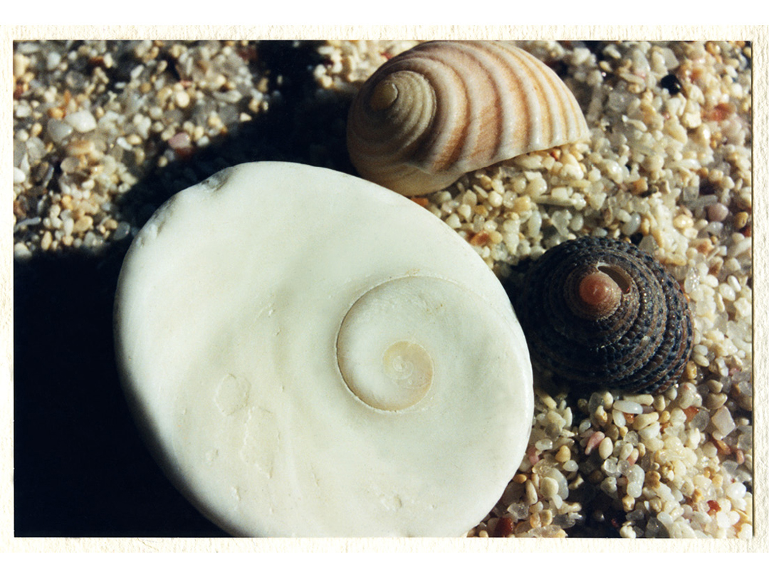 SHELLS-AND-SAND16.jpg