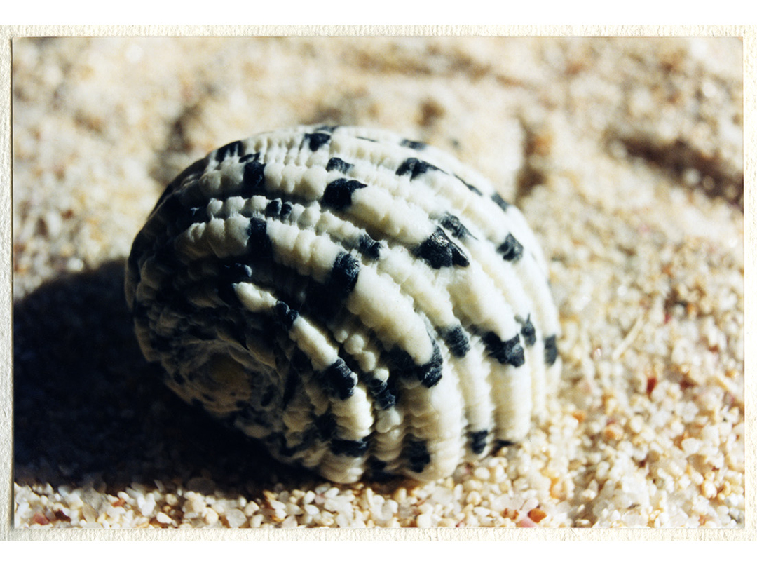 SHELLS-AND-SAND17.jpg